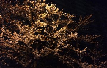 夜桜-2018-0324