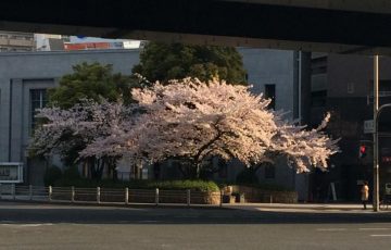 桜川交差点の大きな桜の木