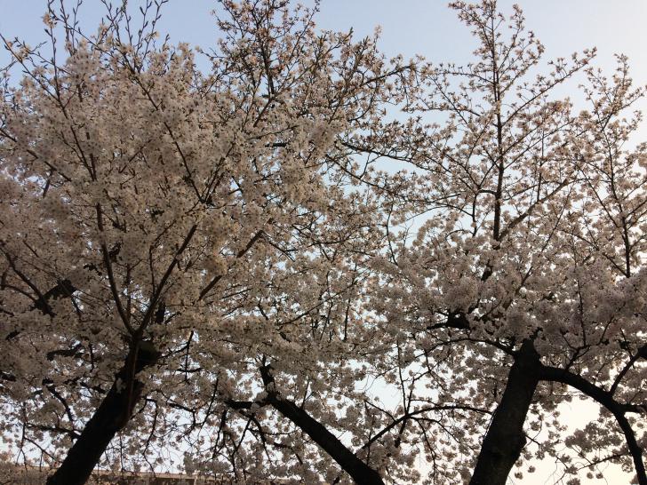 八幡の桜-2018
